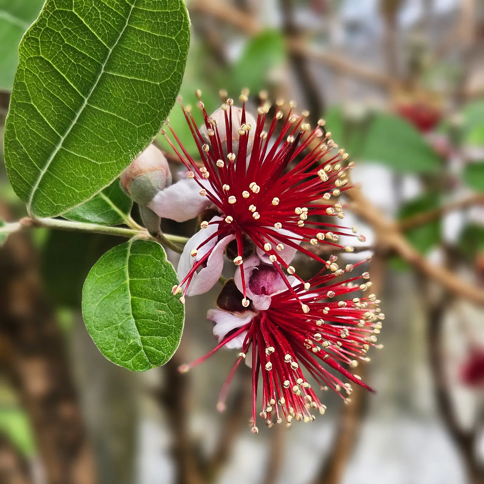 Pineapple Guava (Feijoa Sellowiana) — this shrub is drought-tolerant once established; due to its dense growth habit, image 81