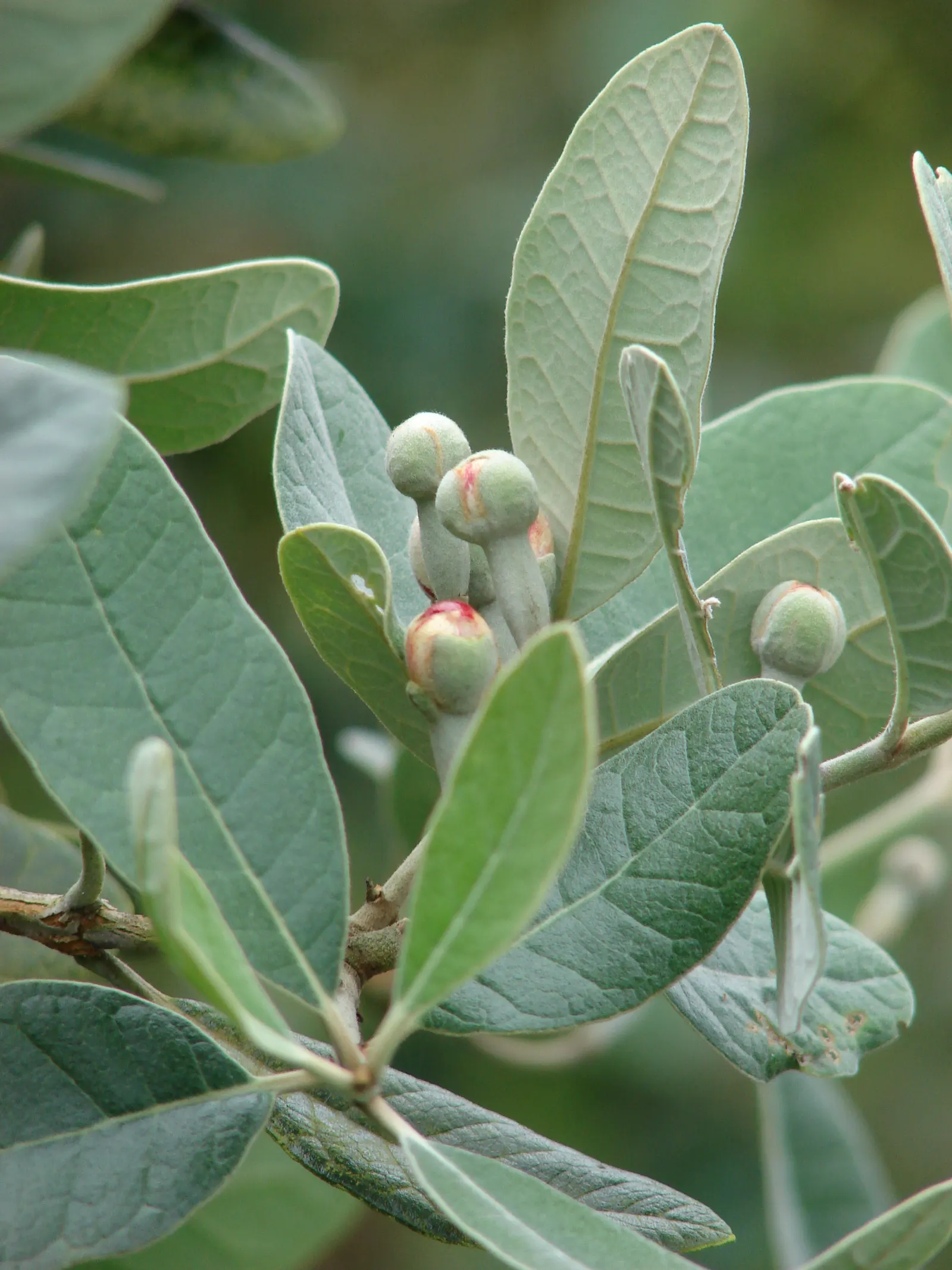 Pineapple Guava (Feijoa Sellowiana) — approximately 2 to 4 inches long; in the fall, oval fruits with a sweet, aromatic flavor ripen, image 108