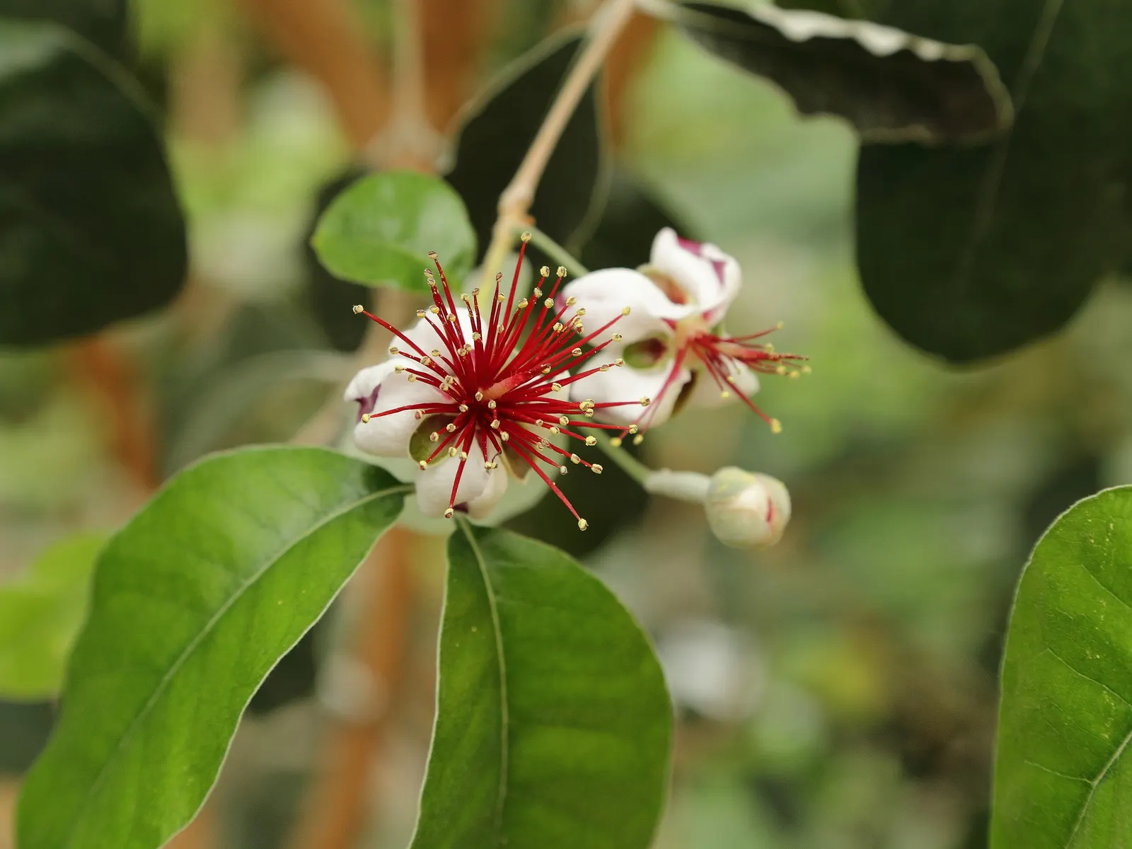Pineapple Guava (Feijoa Sellowiana) — this shrub is drought-tolerant once established; due to its dense growth habit