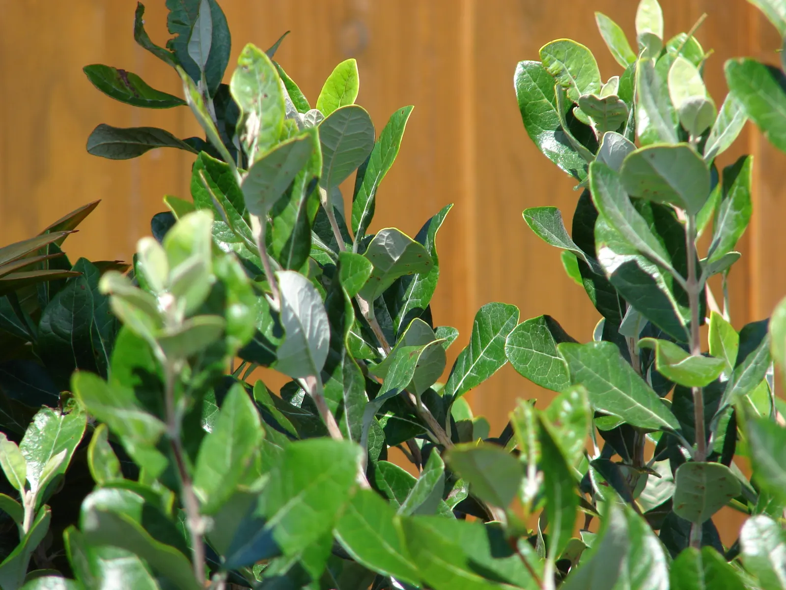 Pineapple Guava (Feijoa Sellowiana) — When incorporating Feijoa into a landscape design; making it a low-maintenance option for water-wise gardens, image 115