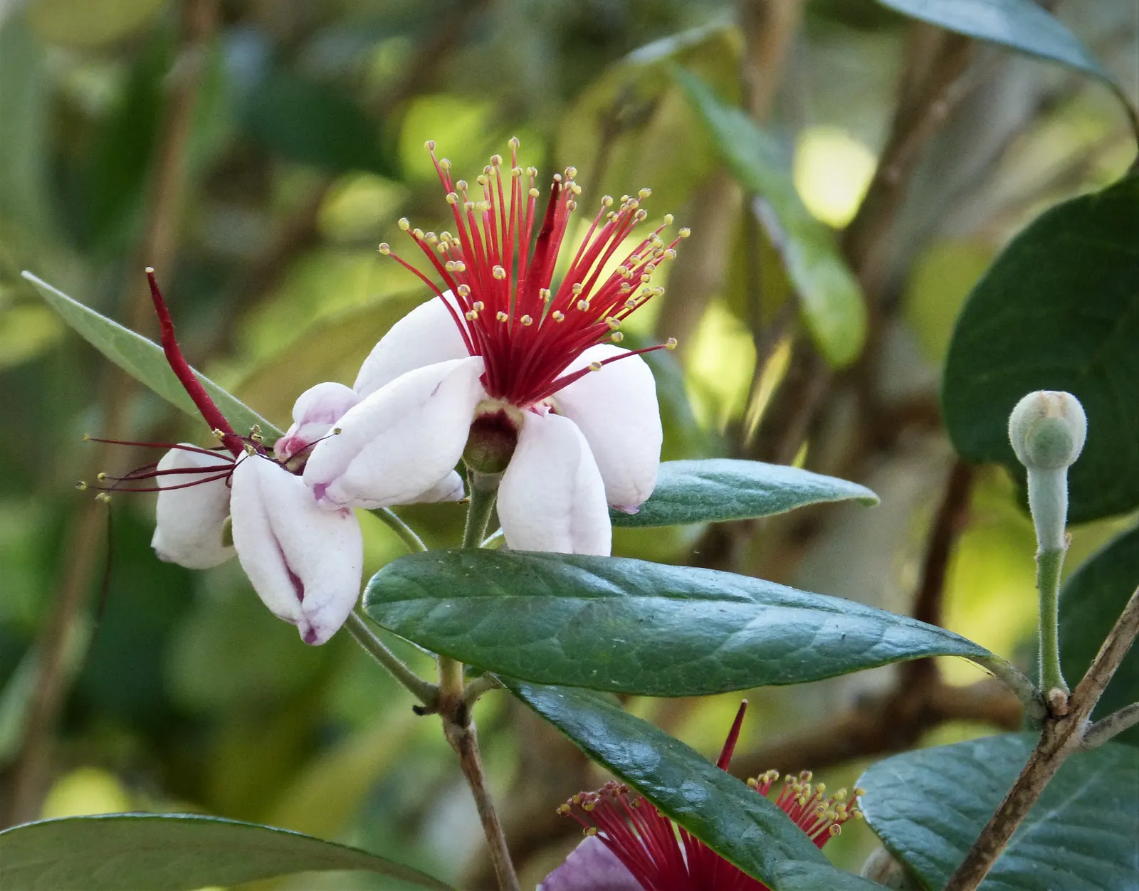 Pineapple Guava (Feijoa Sellowiana) — which are sure to captivate both the client and their garden visitors; scientifically known as Feijoa, image 117