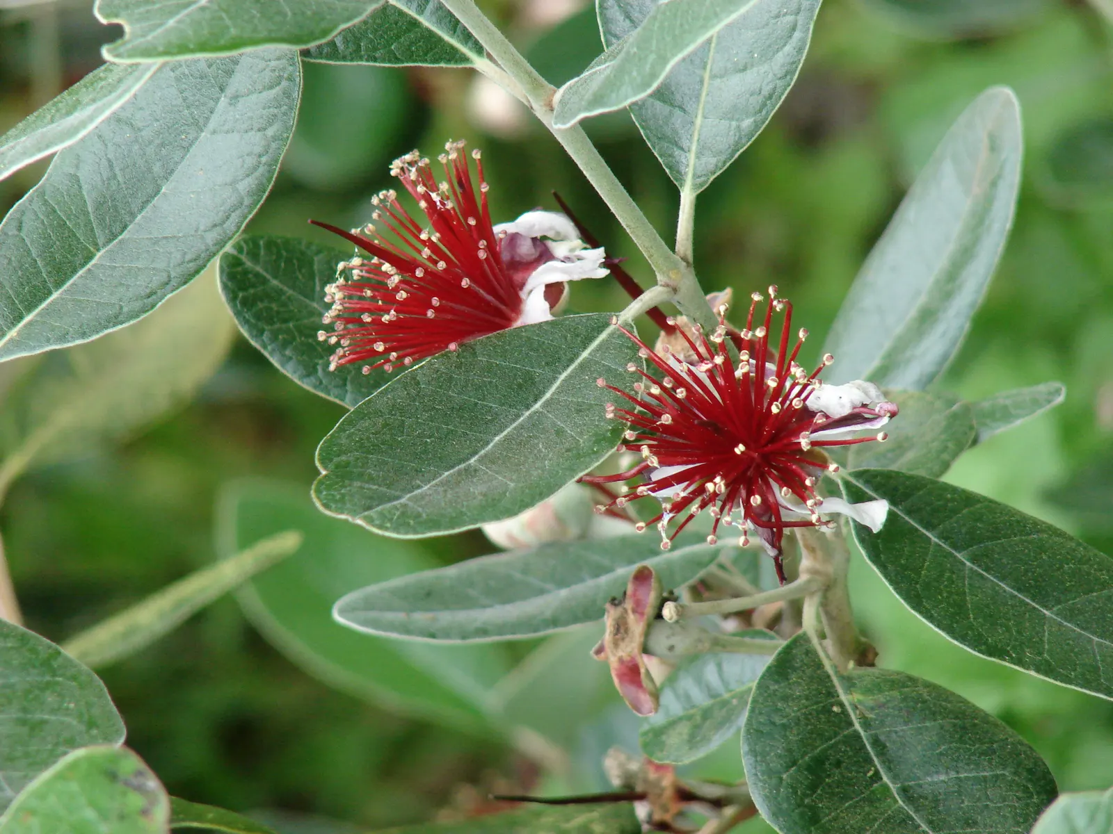 Pineapple Guava (Feijoa Sellowiana) — subtly floral flavor.<br><br>Following the blooms; these fruits have a distinctive sweet taste, reminiscent of pineapple
