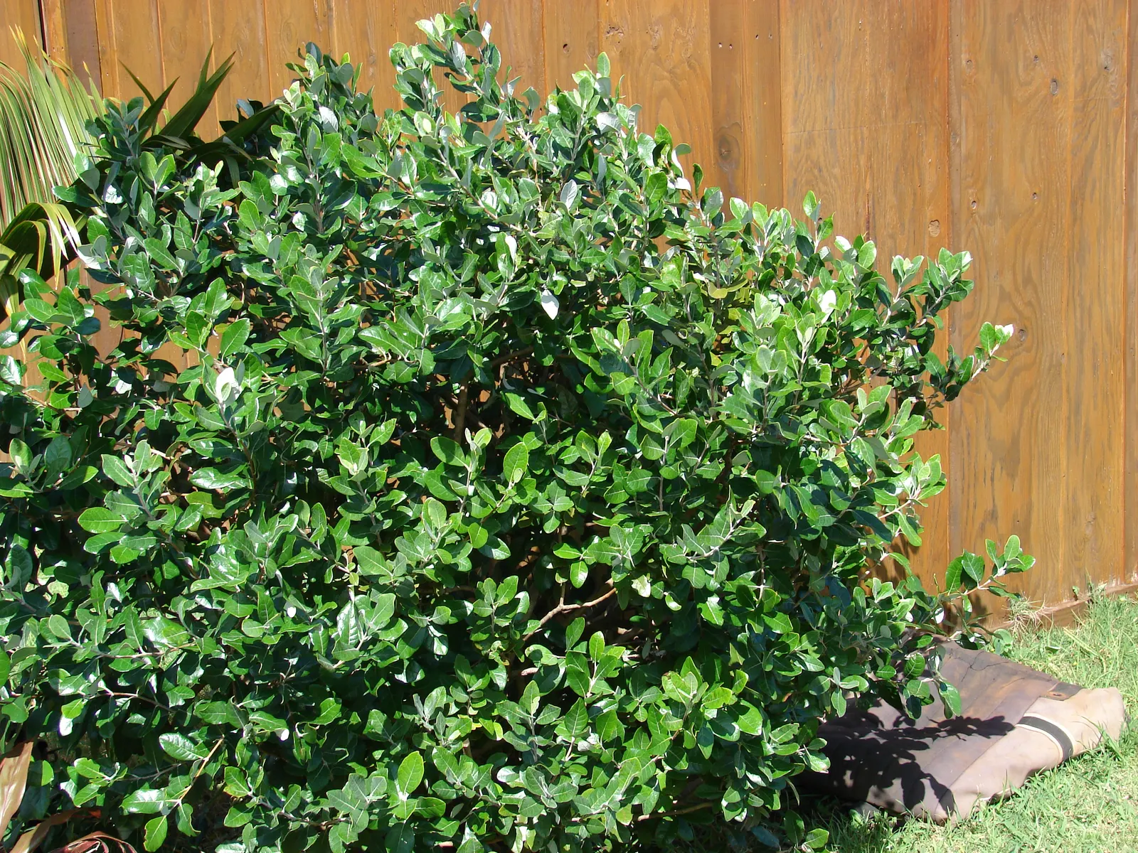 Pineapple Guava (Feijoa Sellowiana) — due to its dense growth habit; which not only add beauty but are also edible, image 114