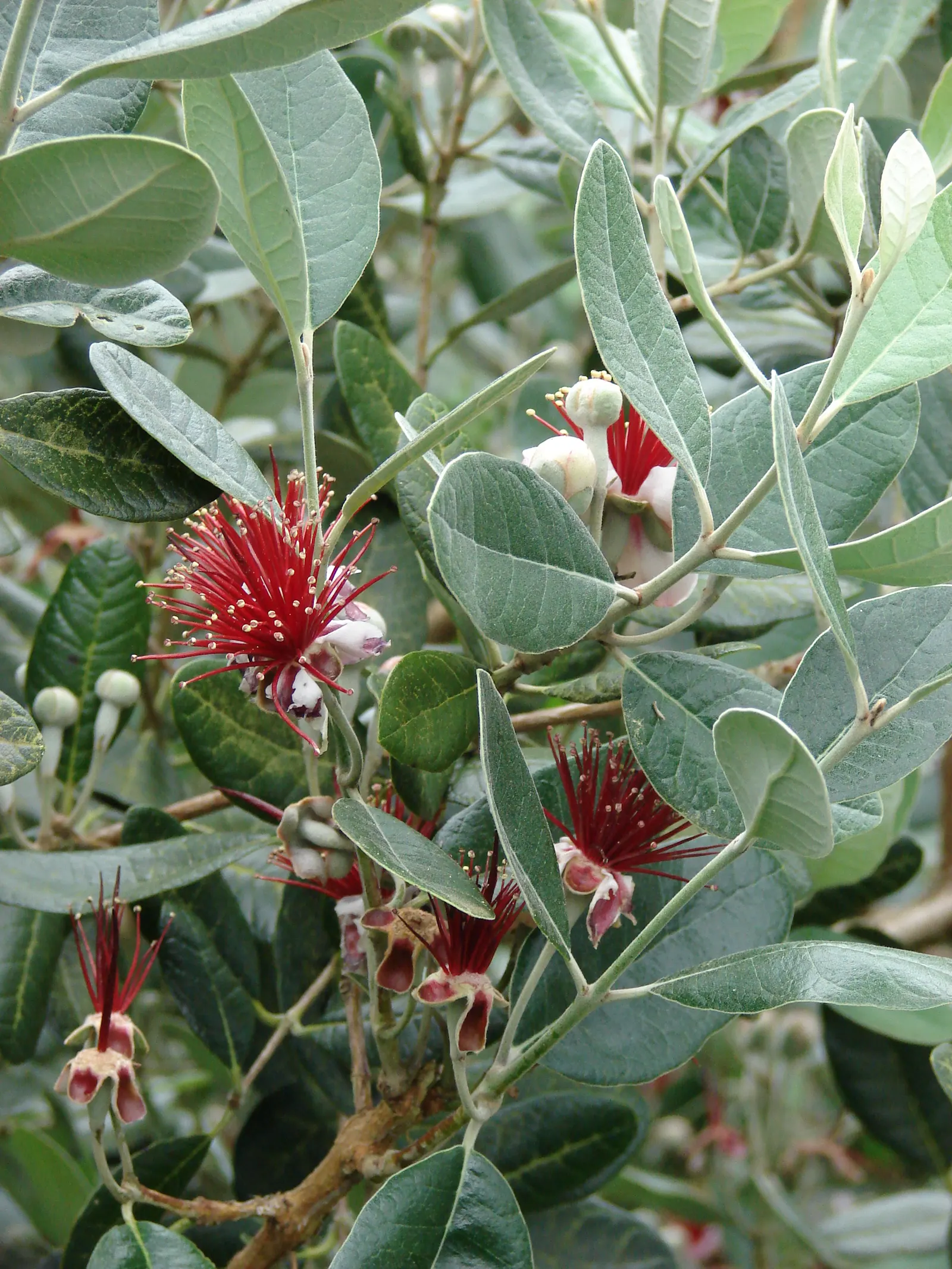 Pineapple Guava (Feijoa Sellowiana) — Feijoa sellowiana should be planted in well-drained soil; the plant produces oval fruit, image 110