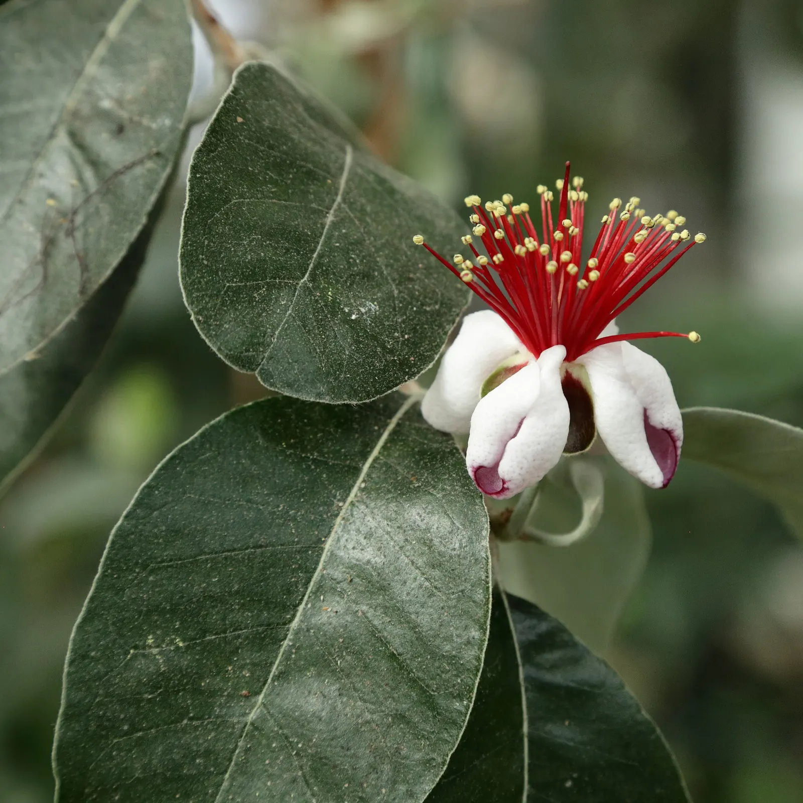 Pineapple Guava (Feijoa Sellowiana) — shrub / tree with multi-colored and red and white blooms; feijoa sellowiana should be planted in well-drained, image 119