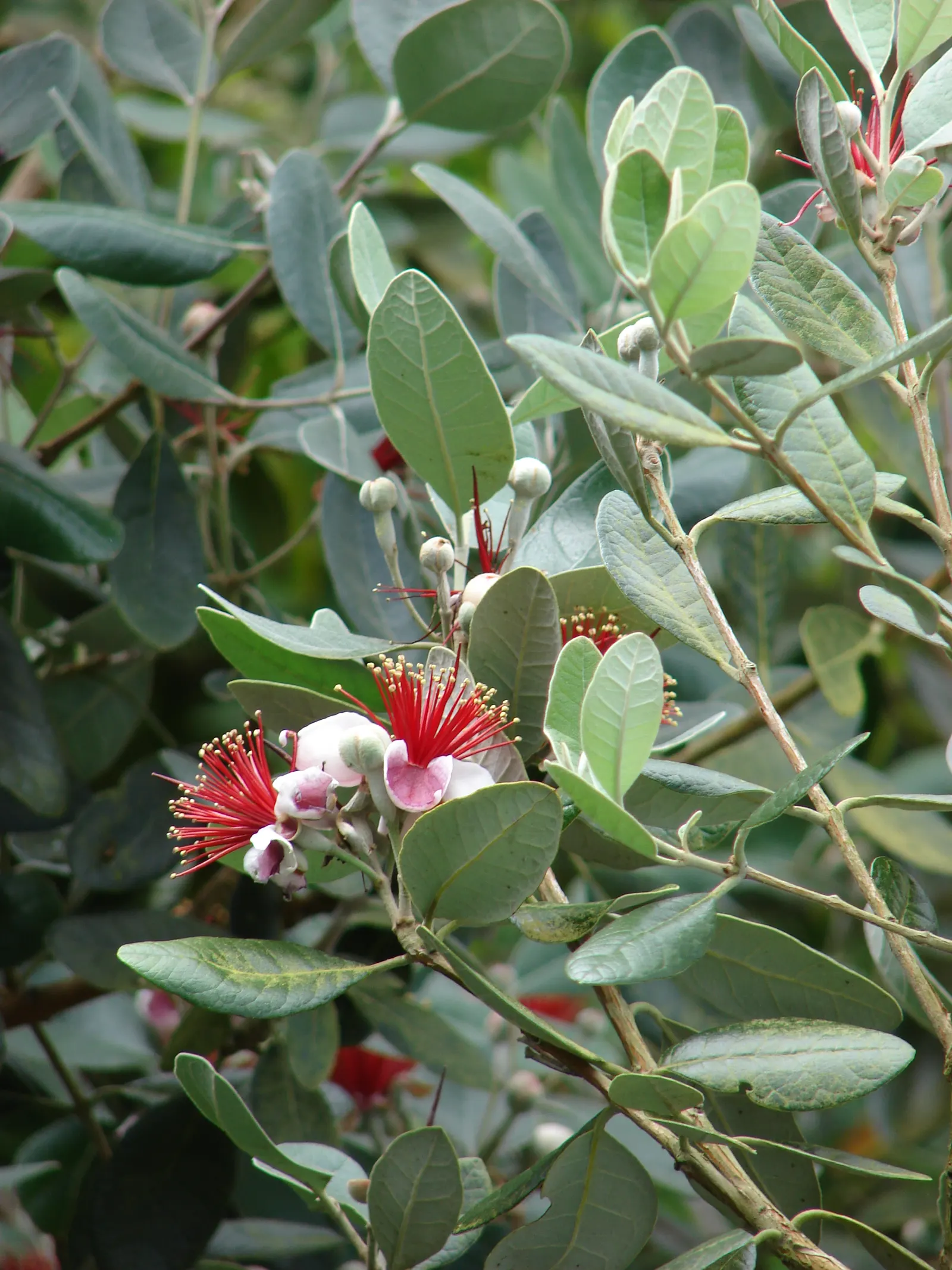 Pineapple Guava (Feijoa Sellowiana) — this shrub is drought-tolerant once established; due to its dense growth habit, image 111