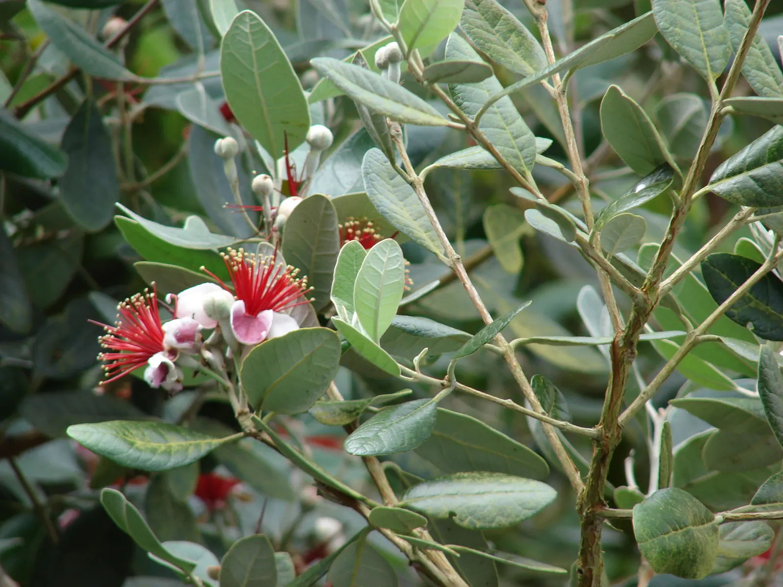 Pineapple Guava (Feijoa Sellowiana) — subtly floral flavor.<br><br>Following the blooms; these fruits have a distinctive sweet taste, reminiscent, image 106