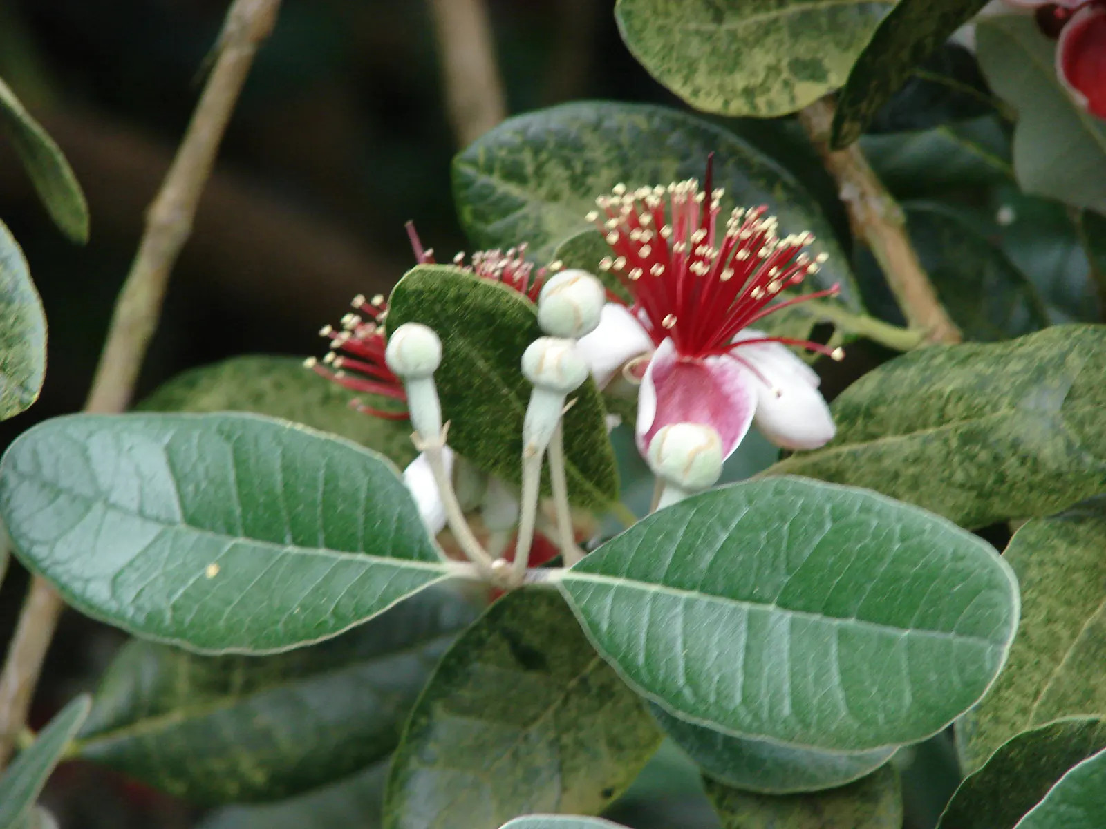Pineapple Guava (Feijoa Sellowiana) — These fruits have a distinctive sweet taste, reminiscent of pineapple, apple, and mint; which can be trained into a small