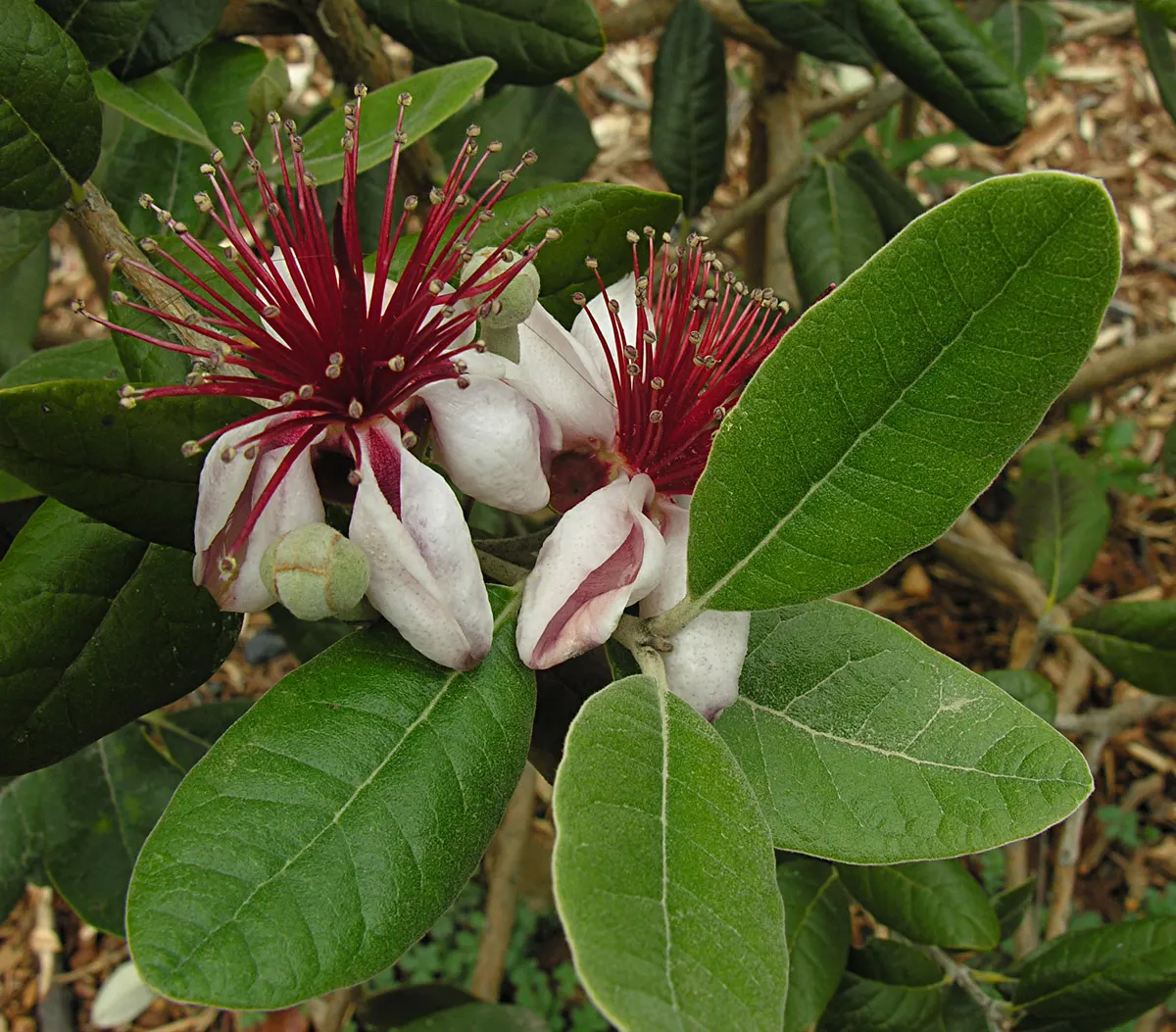 Pineapple Guava (Feijoa Sellowiana) — In the fall, oval fruits with a sweet, aromatic flavor ripen; approximately 2 to 4 inches long, image 123