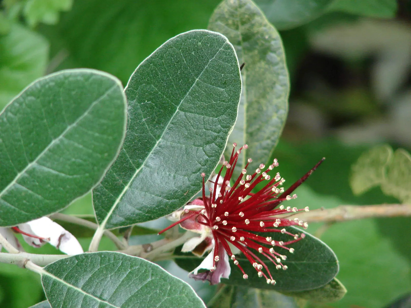 Pineapple Guava (Feijoa Sellowiana) — The blossoms have fleshy white petals set against a burst of red stamens; drought-tolerant once established, it serves as
