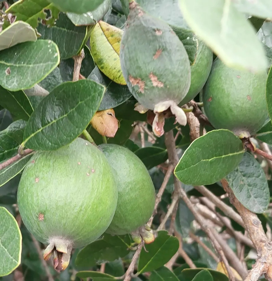Pineapple Guava (Feijoa Sellowiana) — Drought-tolerant once established, it serves as a hedge, specimen, or container plant; it features, image 95