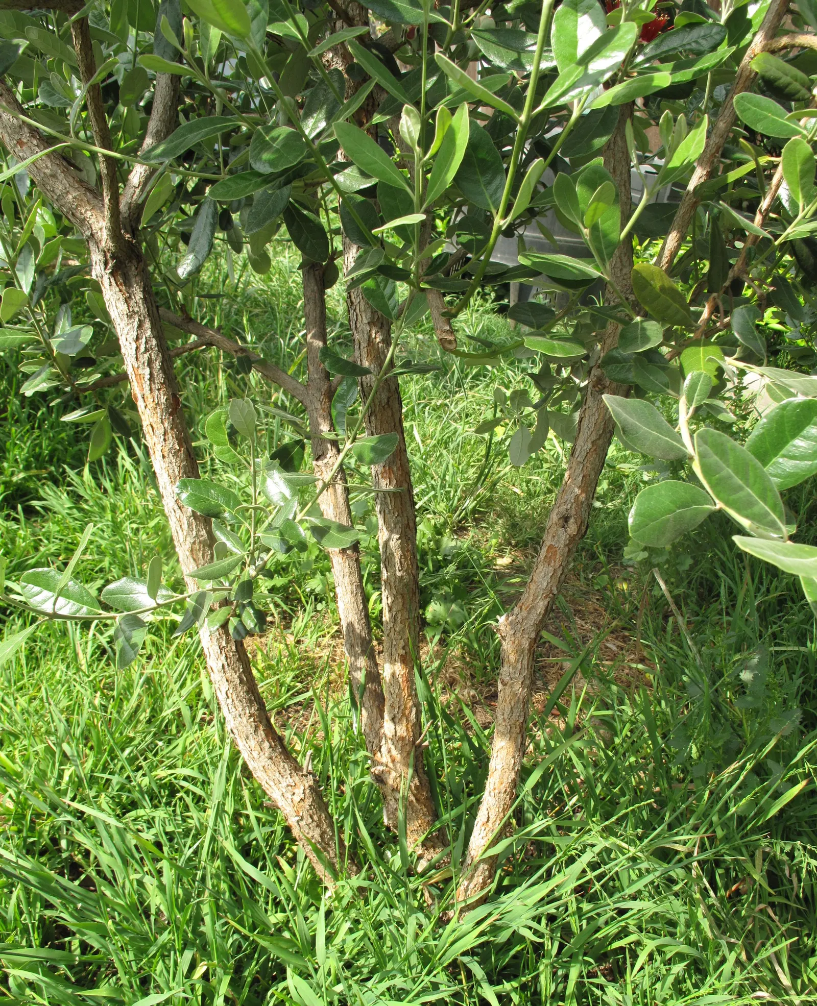 Pineapple Guava (Feijoa Sellowiana) — multi-colored and red and white flowers in the garden; in late spring to early summer, Pineapple Guava graces, image 88