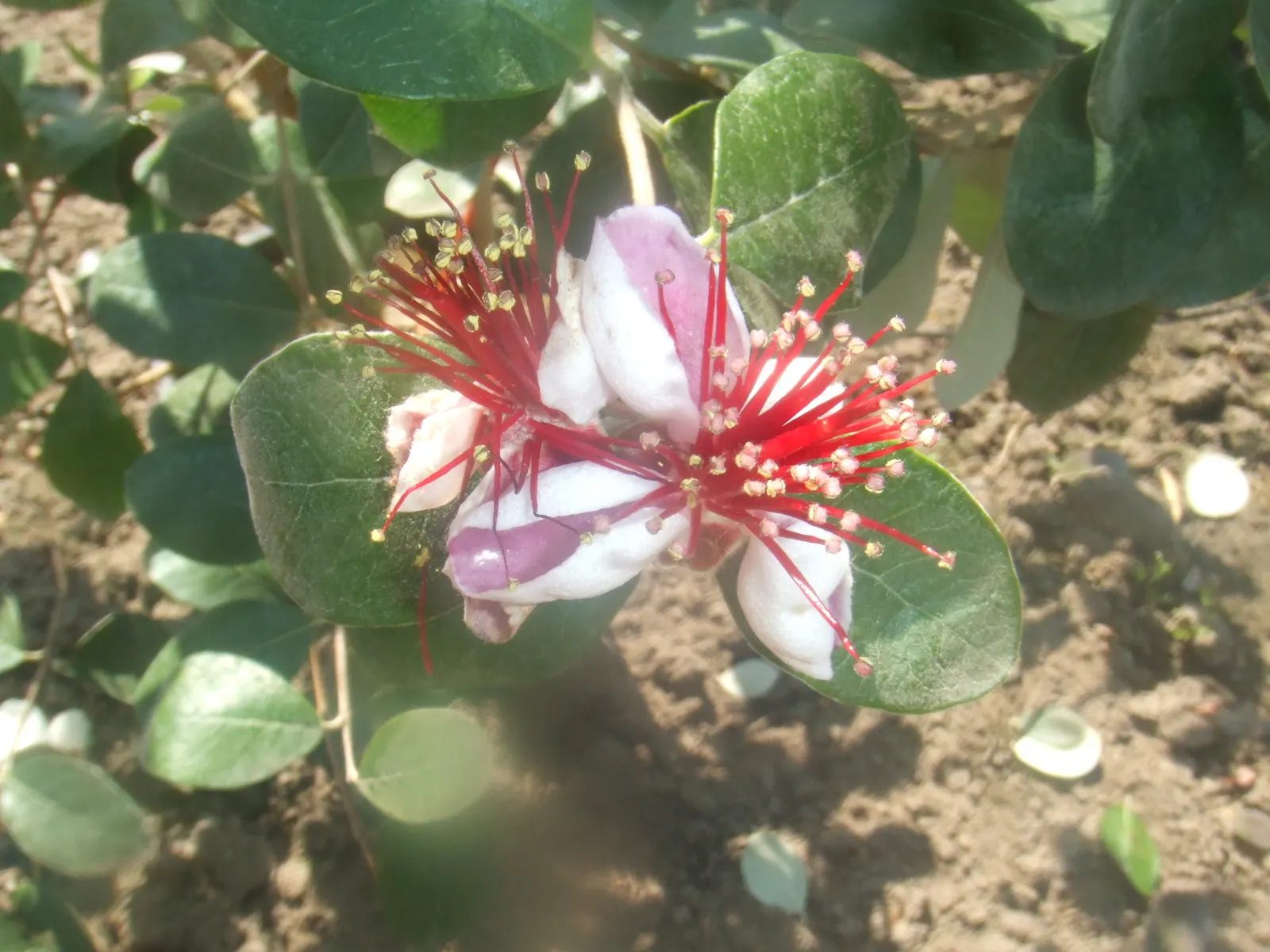 Pineapple Guava (Feijoa Sellowiana) — which can be trained into a small tree form if desired; is a versatile and ornamental evergreen shrub that, image 100