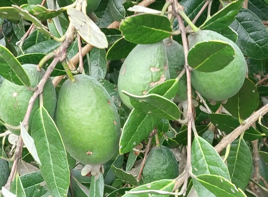 Pineapple Guava (Feijoa Sellowiana) — this plant exhibits a naturally bushy and multi-stemmed habit; shrub / tree for full or half, image 99