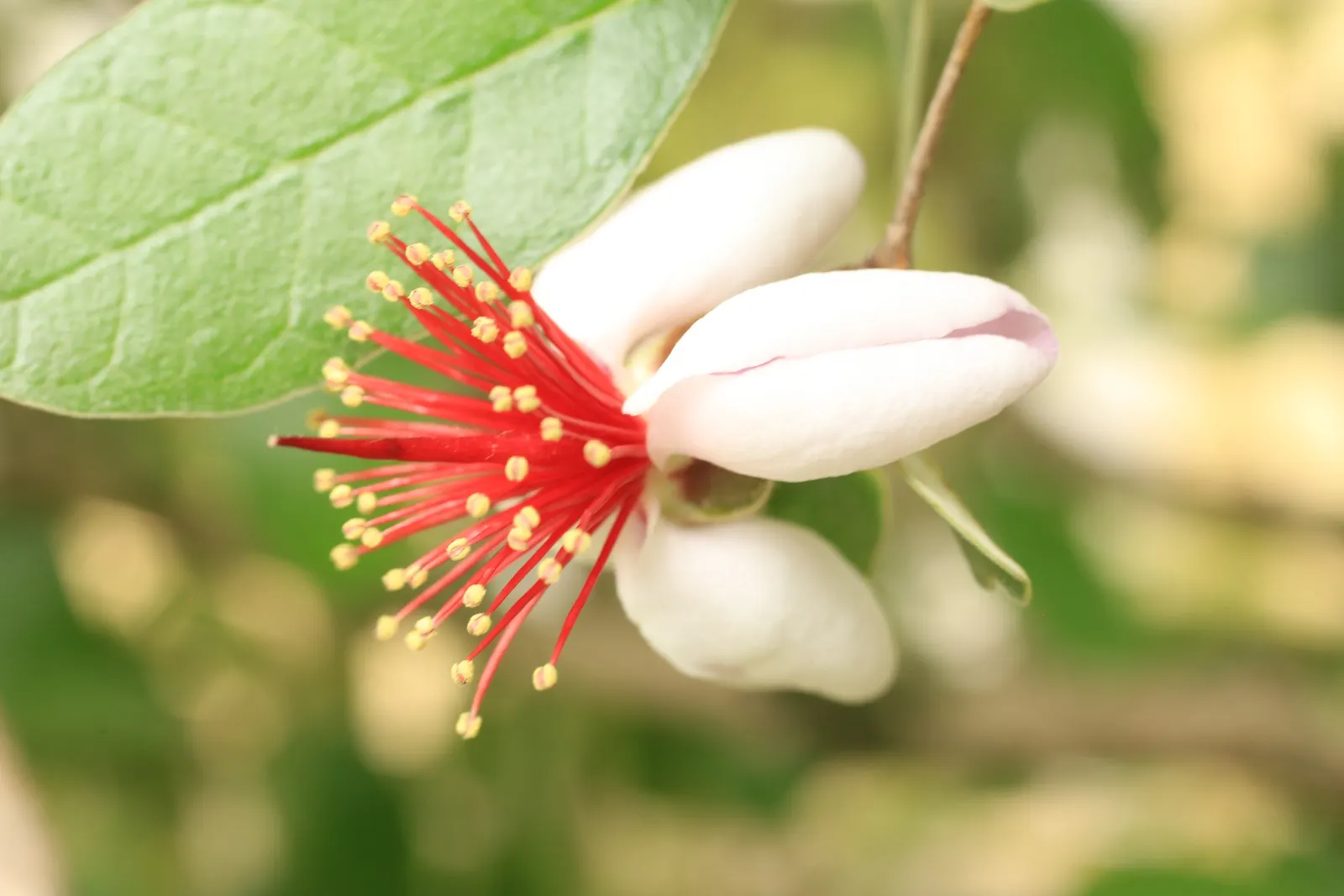 Pineapple Guava (Feijoa Sellowiana) — In late spring to early summer, Pineapple Guava graces gardens with unique flowers; multi-colored and red and, image 103