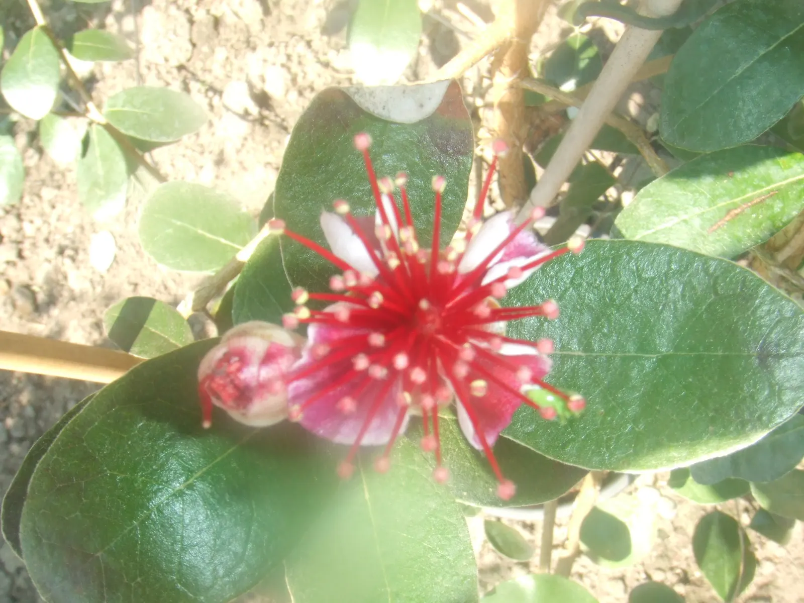 Pineapple Guava (Feijoa Sellowiana) — glossy green with silvery undersides; the blossoms have fleshy white petals set against a burst of red stamens, image 101