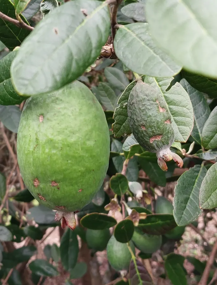 Pineapple Guava (Feijoa Sellowiana) — Mature at a height and spread of 10 to 15 feet; it also serves as an excellent choice for windbreaks, image 98