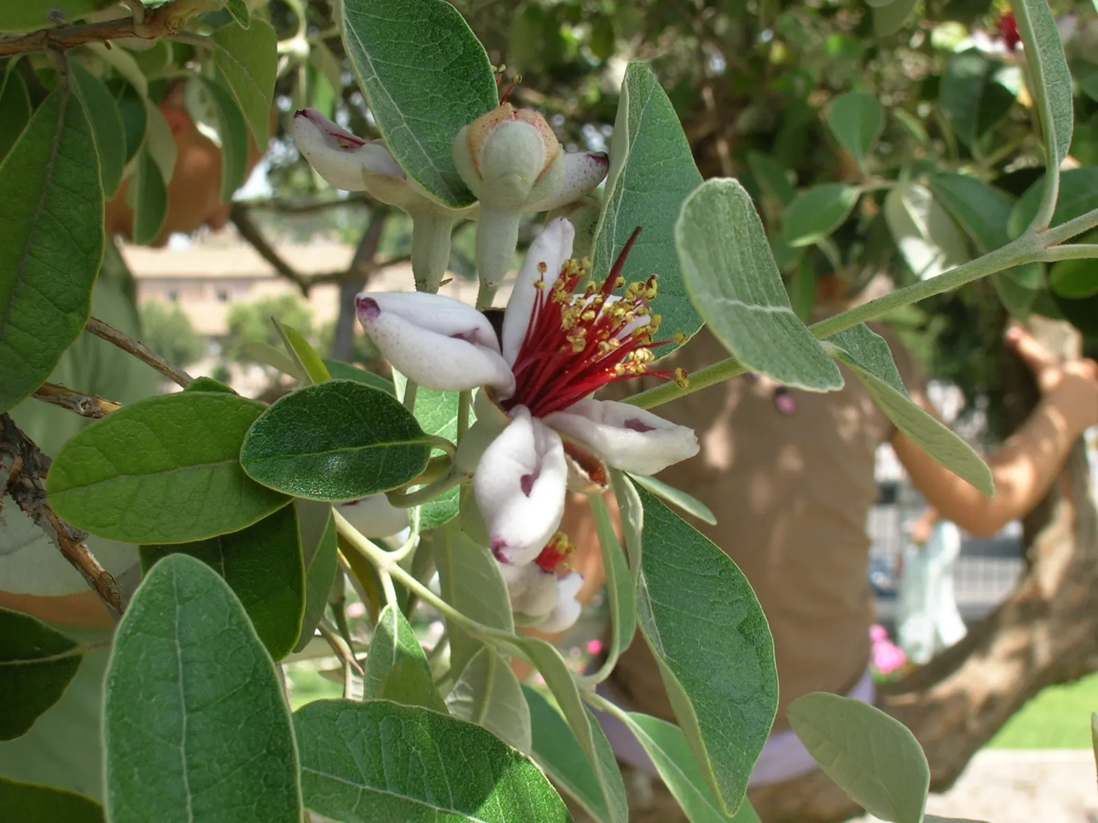 Pineapple Guava (Feijoa Sellowiana) — providing a striking contrast and year-round visual interest; this shrub is drought-tolerant once established, image 102