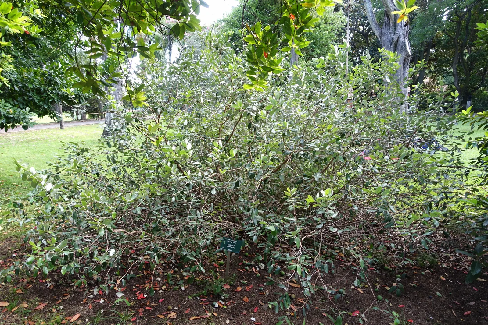 Pineapple Guava (Feijoa Sellowiana) — shrub / tree for full or half; which are sure to captivate both the client and their garden visitors, image 90