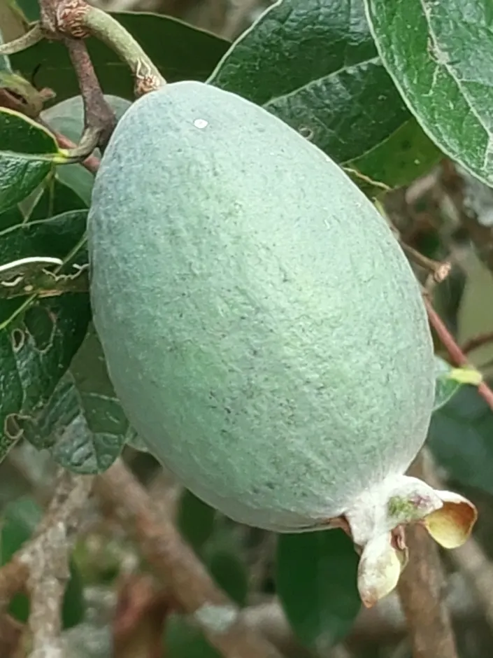 Pineapple Guava (Feijoa Sellowiana) — is a versatile and ornamental evergreen shrub that brings a tropical flair to temperate garden landscapes, image 97