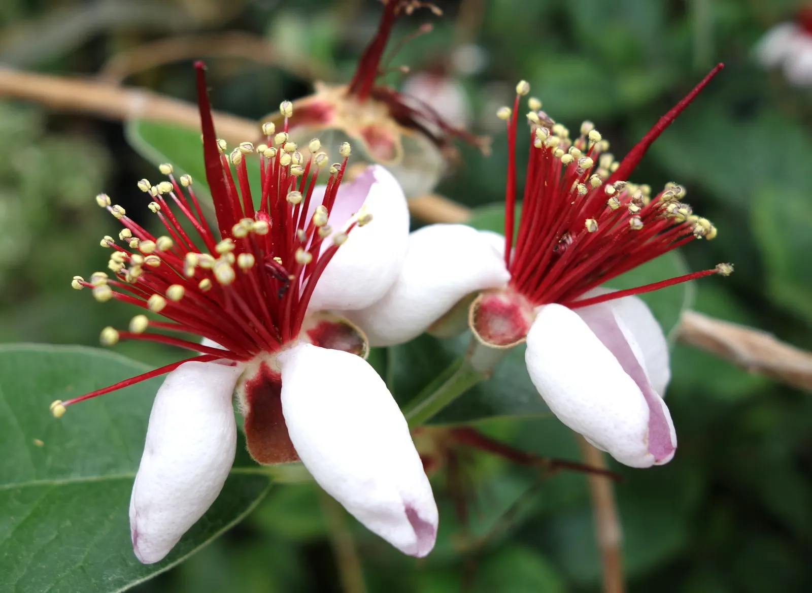 Pineapple Guava (Feijoa Sellowiana) — Hardy in USDA zones 8-10, it thrives in full sun to partial shade and well-drained soil; when incorporating, image 94