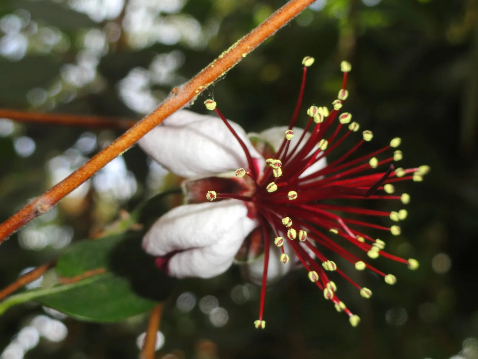 Pineapple Guava (Feijoa Sellowiana) — The Pineapple Guava, Feijoa sellowiana, is an evergreen shrub reaching 10-15 feet tall and wide; hardy in, image 91