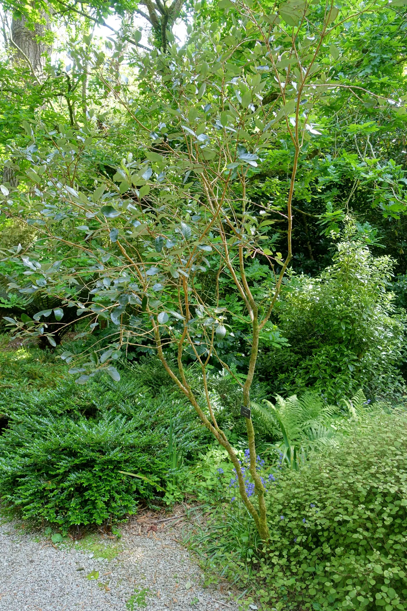 Pineapple Guava (Feijoa Sellowiana) — consider its adaptability and multi-sensory offerings; shrub / tree with multi-colored and red and white, image 86