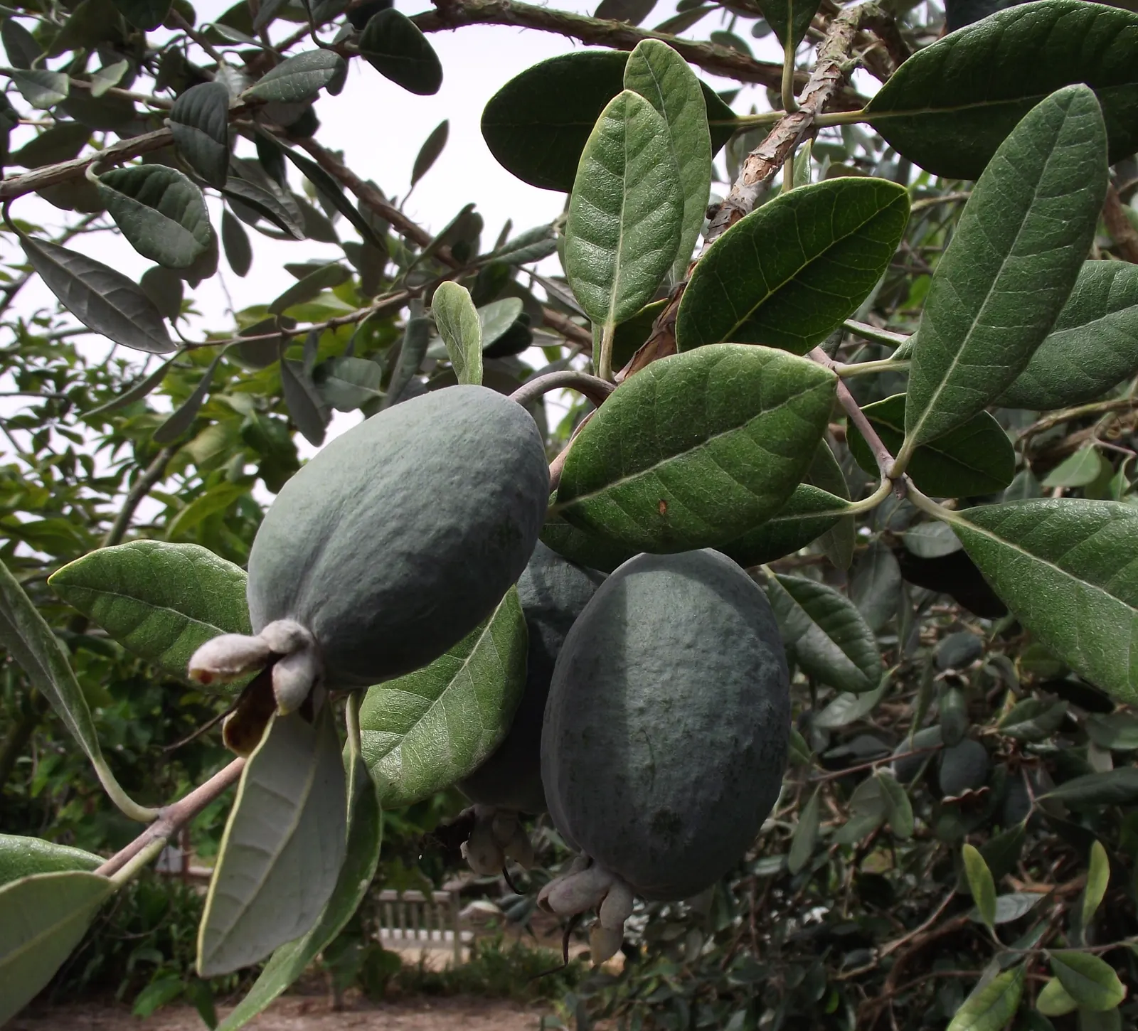 Pineapple Guava (Feijoa Sellowiana) — It features silvery-green leaves and spring blooms with edible, crimson petals; glossy green with silvery, image 92