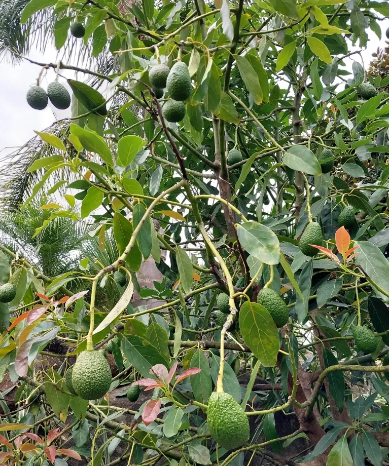Pineapple Guava (Feijoa Sellowiana) — scientifically known as Feijoa sellowiana; this plant exhibits a naturally bushy and multi-stemmed habit, image 96