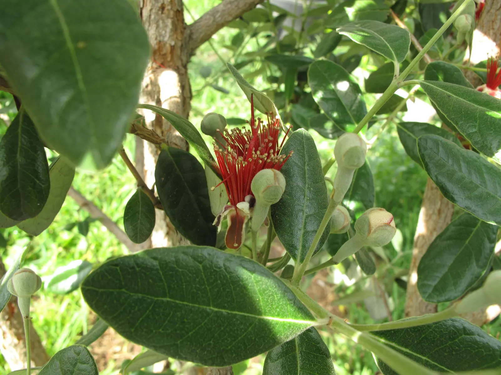 Pineapple Guava (Feijoa Sellowiana) — which are sure to captivate both the client and their garden visitors; scientifically known as Feijoa, image 87