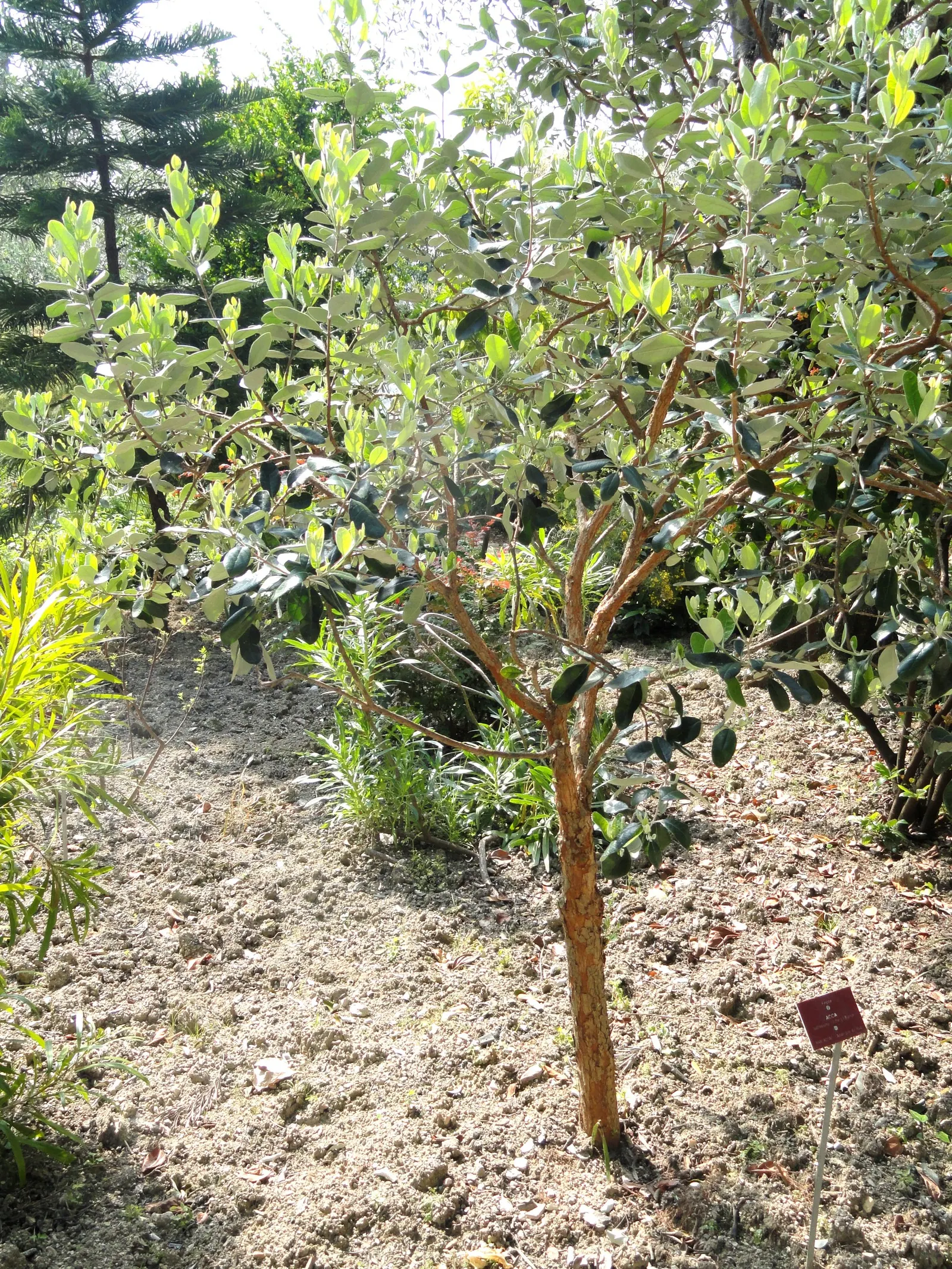 Pineapple Guava (Feijoa Sellowiana) — shrub / tree with multi-colored and red and white blooms; feijoa sellowiana should be planted in well-drained, image 89