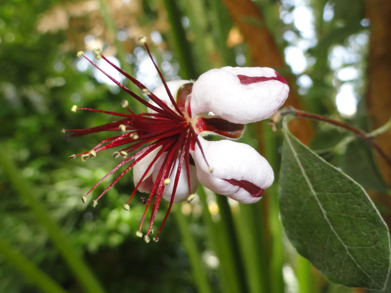 Pineapple Guava (Feijoa Sellowiana) — In the fall, oval fruits with a sweet, aromatic flavor ripen; approximately 2 to 4 inches long, image 93