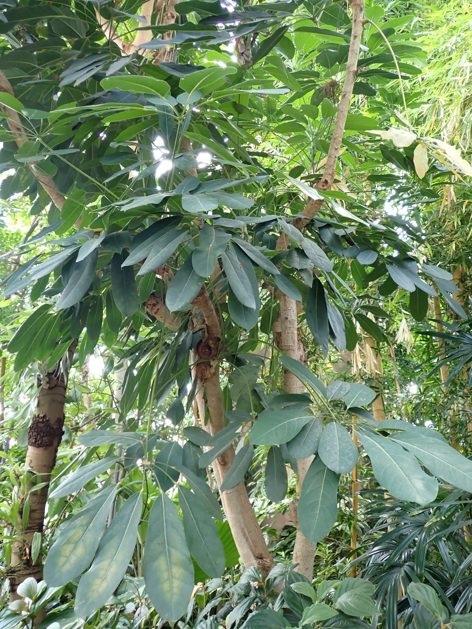 Mallet Flower (Schefflera Pueckleri) — Preferring partial shade and well-drained soil