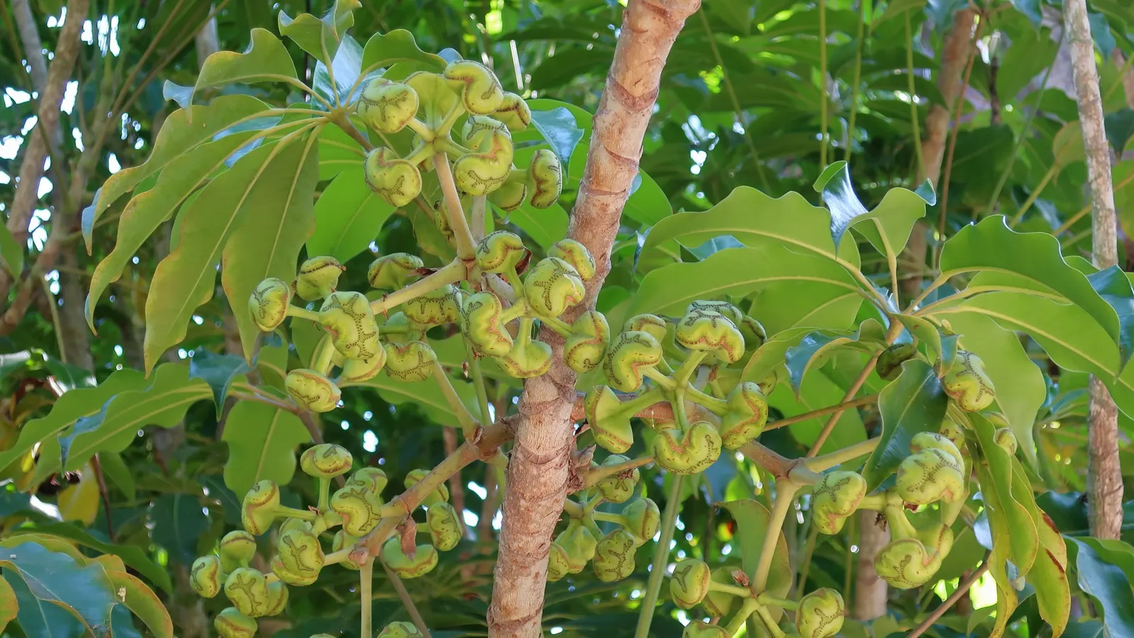 Mallet Flower (Schefflera Pueckleri) — Ideal for focal points or privacy screens