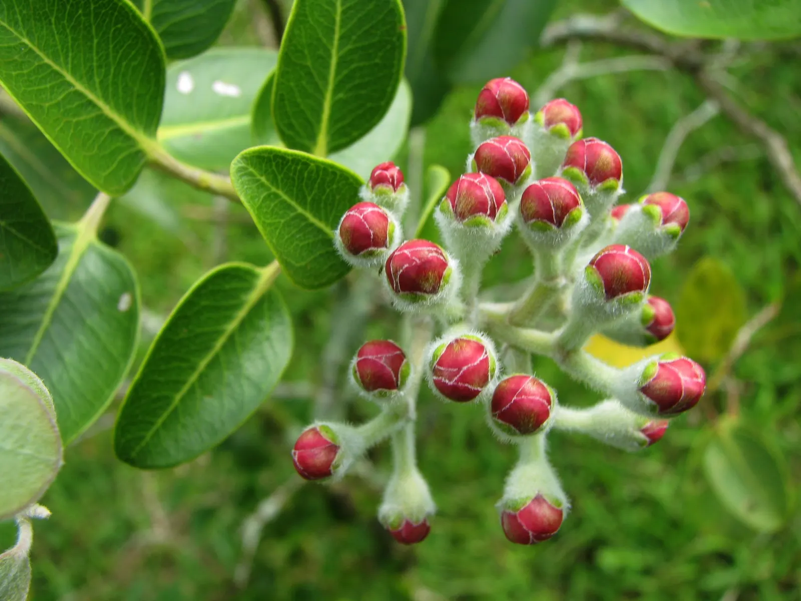 Mallet Flower (Schefflera Pueckleri) — scientifically named Schefflera pueckleri