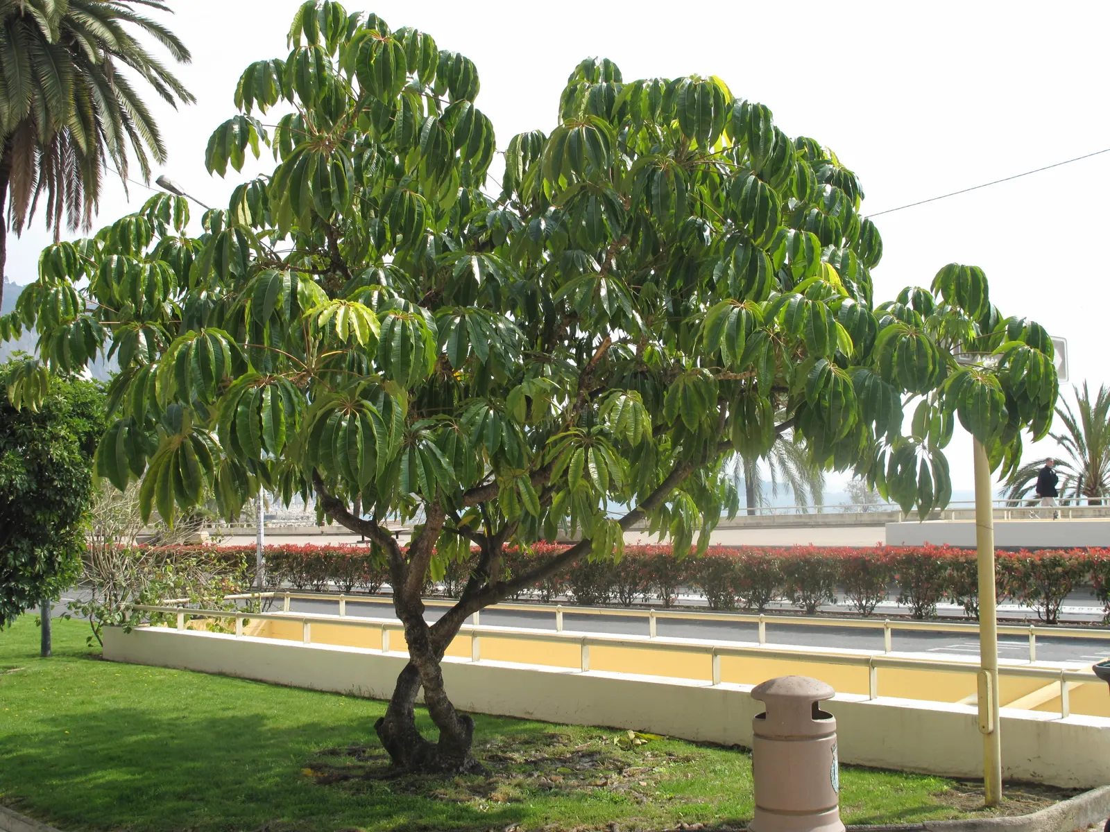 Mallet Flower (Schefflera Pueckleri) — It reaches up to 15 feet in height with a spread of 6-8 feet