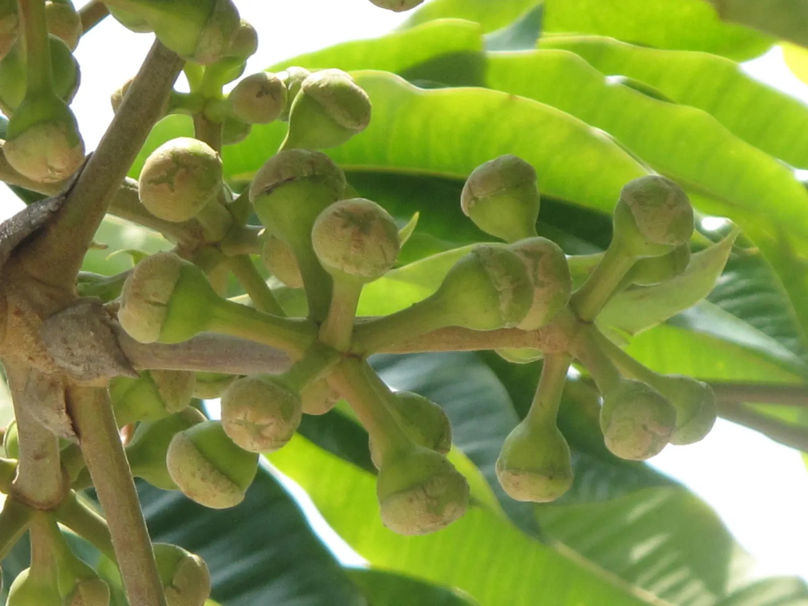 Mallet Flower (Schefflera Pueckleri) — The Mallet Flower (Schefflera pueckleri) is a tropical evergreen shrub, thriving in USDA zones 10-12