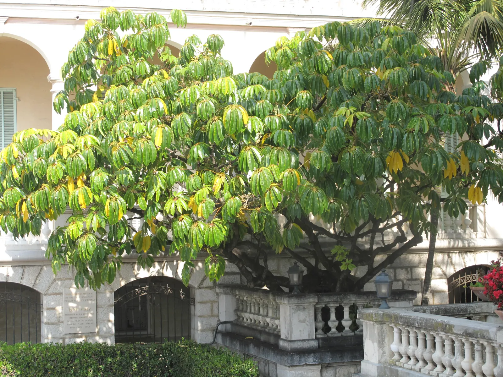 Mallet Flower (Schefflera Pueckleri) — palmate leaves and erect flower spikes resembling mallets