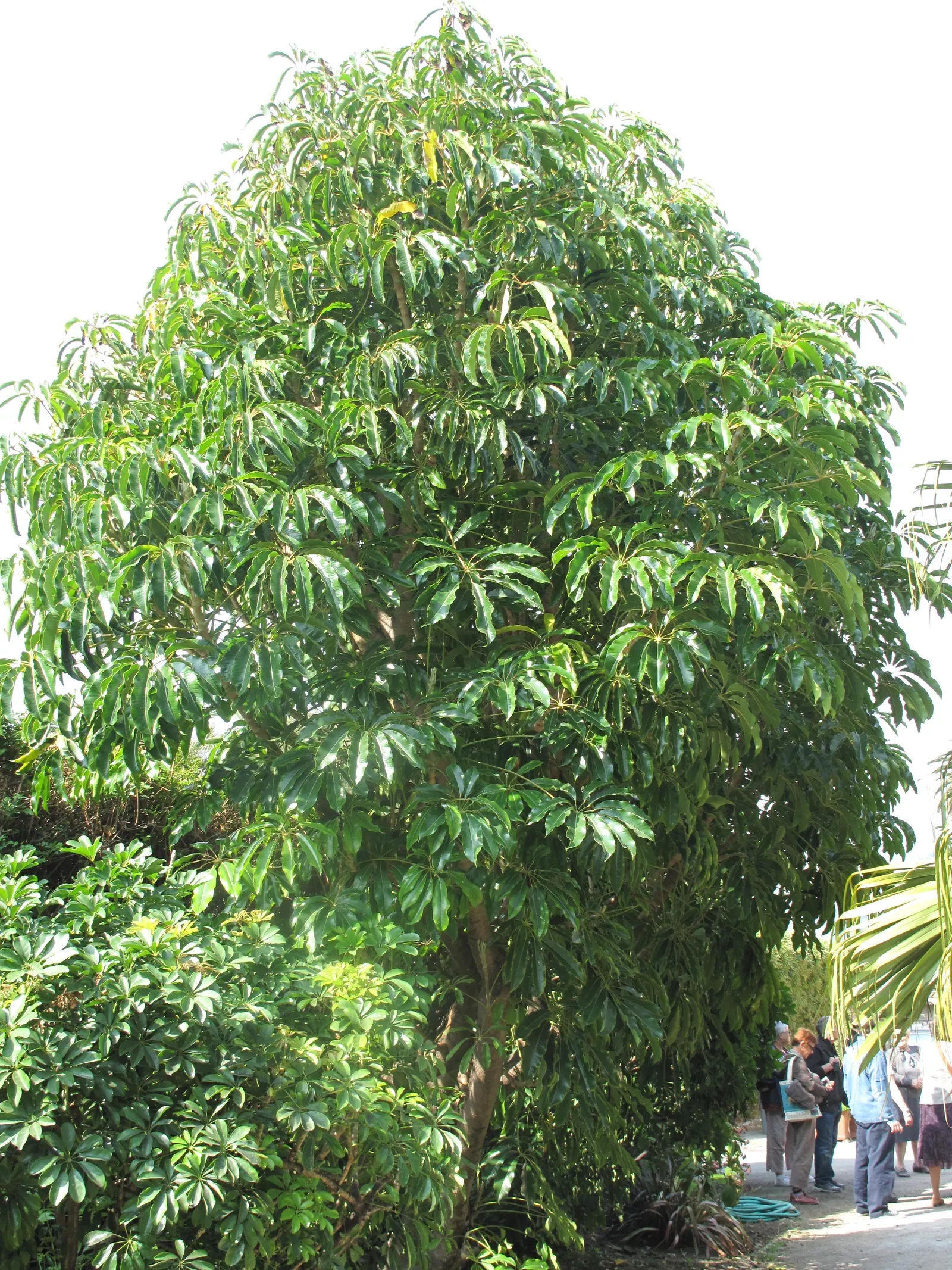 Mallet Flower (Schefflera Pueckleri) — it adds an exotic touch to landscapes and requires regular watering for optimal growth