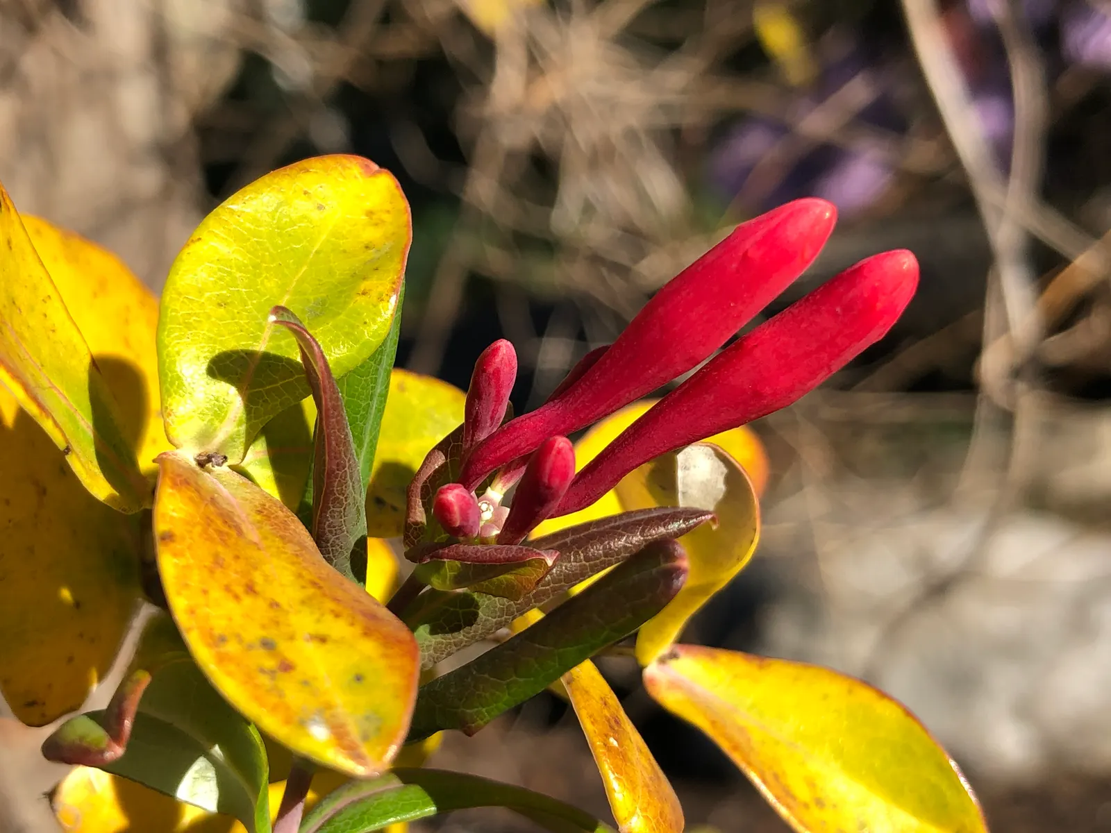 Coral Honeysuckle (Lonicera Sempervirens) — The Coral Honeysuckle (Lonicera sempervirens); reaching 3-20 feet, it's a hummingbird magnet preferring full sun to