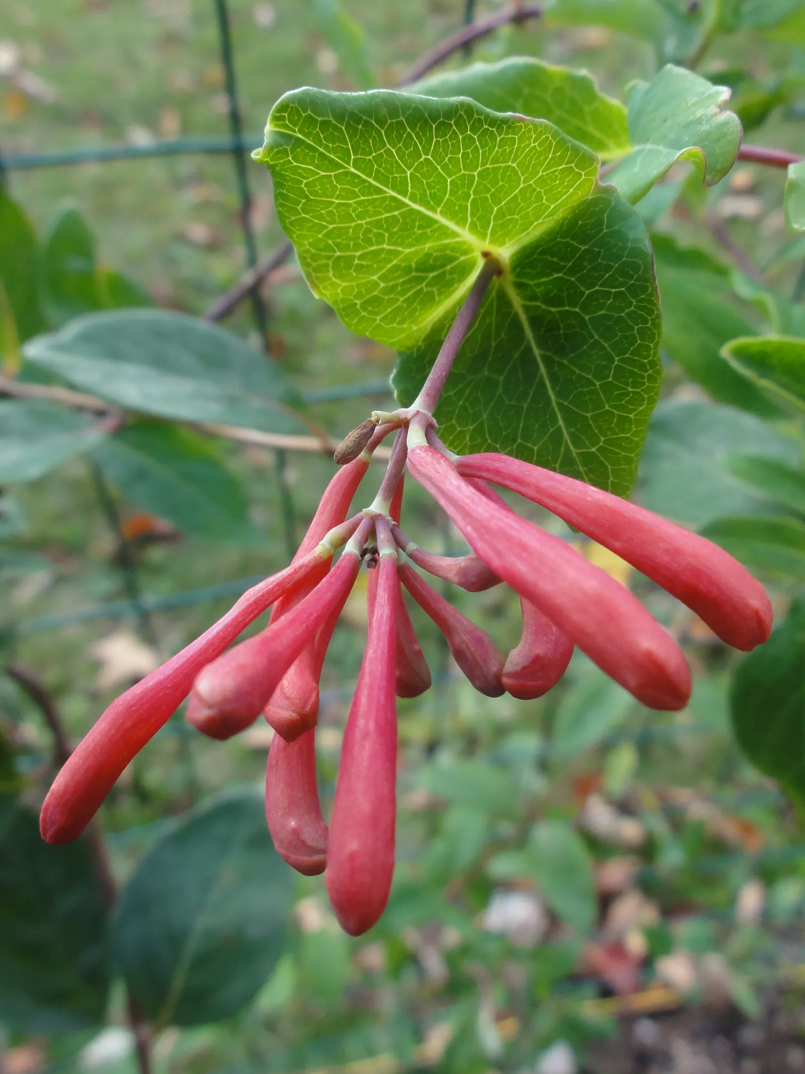 Coral Honeysuckle (Lonicera Sempervirens) — an attribute that ensures the plant remains a visually stunning and low-maintenance feature all year round