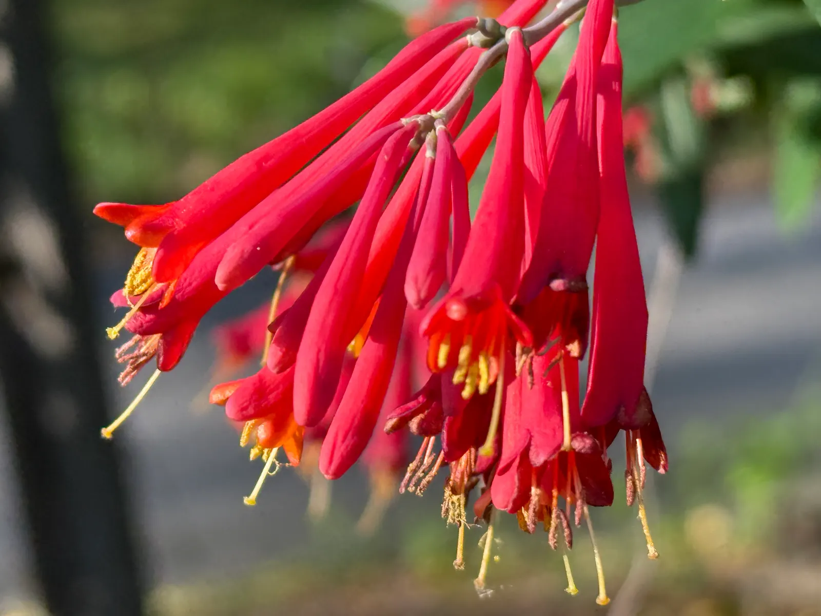 Coral Honeysuckle (Lonicera Sempervirens) — adding a dynamic element of wildlife interest to your landscape.<br><br>Foliage is a glossy; reaching 3-20 feet