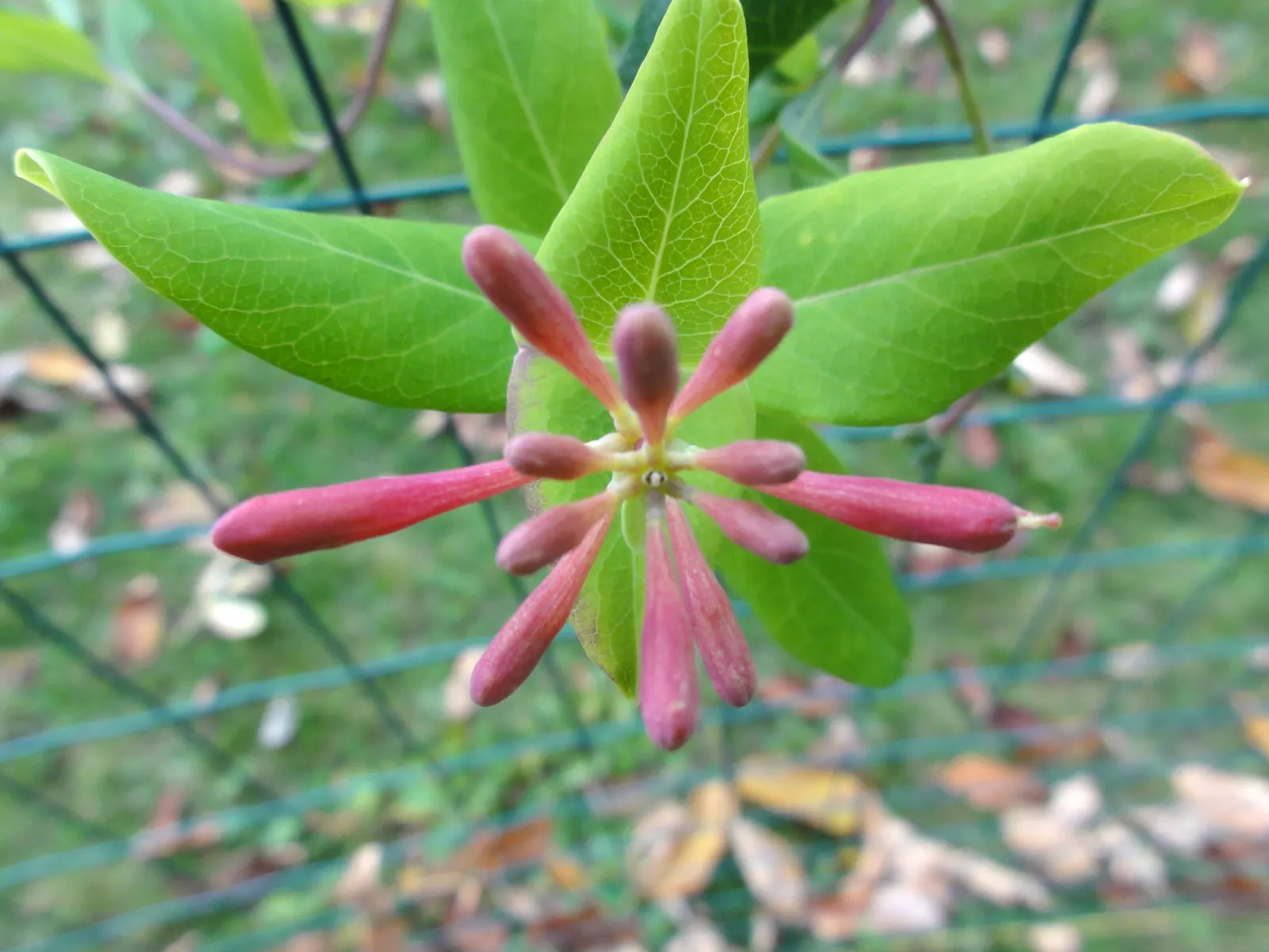 Coral Honeysuckle (Lonicera Sempervirens) — Reaching 3-20 feet, it's a hummingbird magnet preferring full sun to partial shade; with its captivating appearance