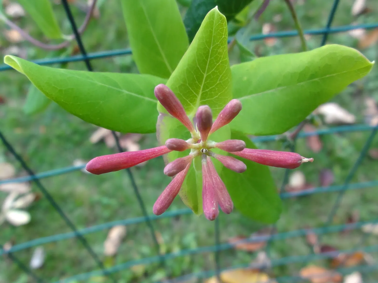 Coral Honeysuckle (Lonicera Sempervirens) — vine with multi-colored and orange and red and yellow blooms