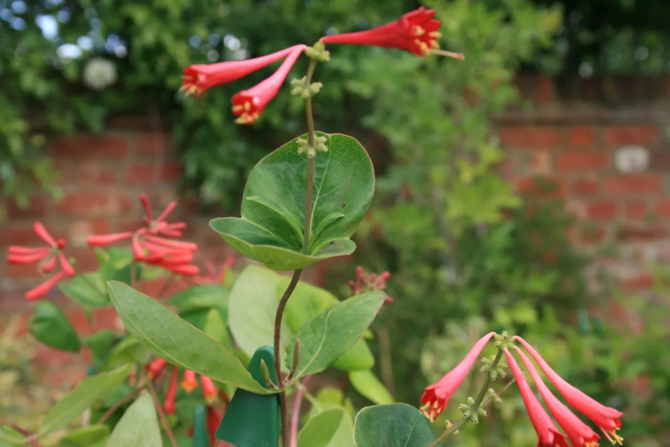 Coral Honeysuckle (Lonicera Sempervirens) — scientifically referred to as Lonicera sempervirens; climbing habit that makes it perfect for adorning, image 62