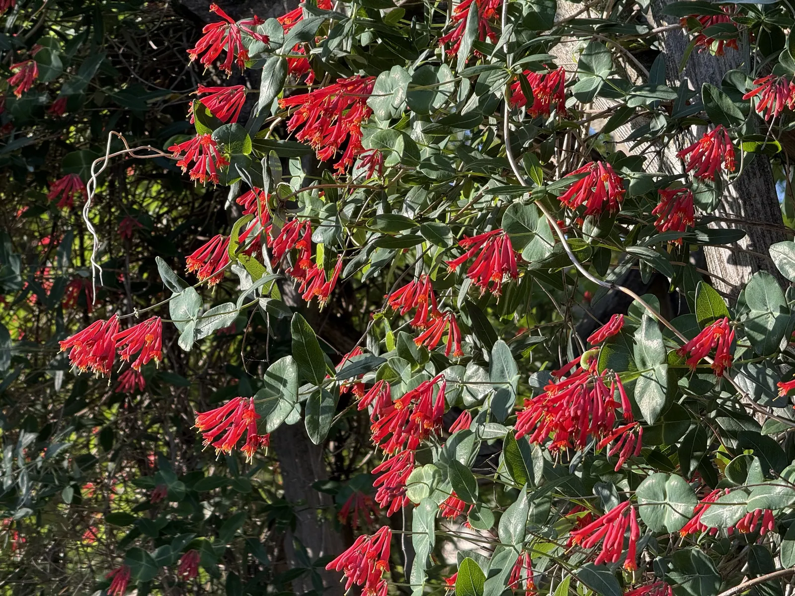Coral Honeysuckle (Lonicera Sempervirens) — multi-colored and orange and red and yellow flowers in the garden; climbing habit that makes it perfect for