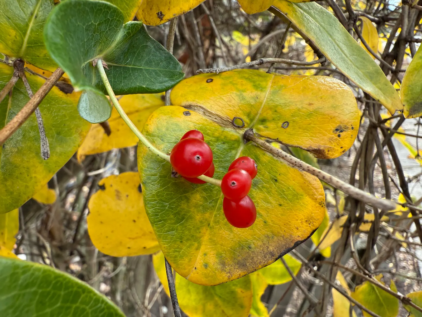 Coral Honeysuckle (Lonicera Sempervirens) — and arbors.<br><br>Boasting trumpet-shaped flowers that flourish from late spring until fall