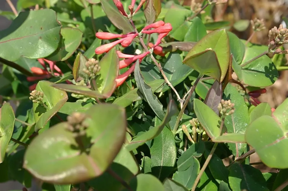 Coral Honeysuckle (Lonicera Sempervirens) — with its vibrant trumpet-shaped red to coral-pink flowers; climbing habit that makes it perfect for adorning