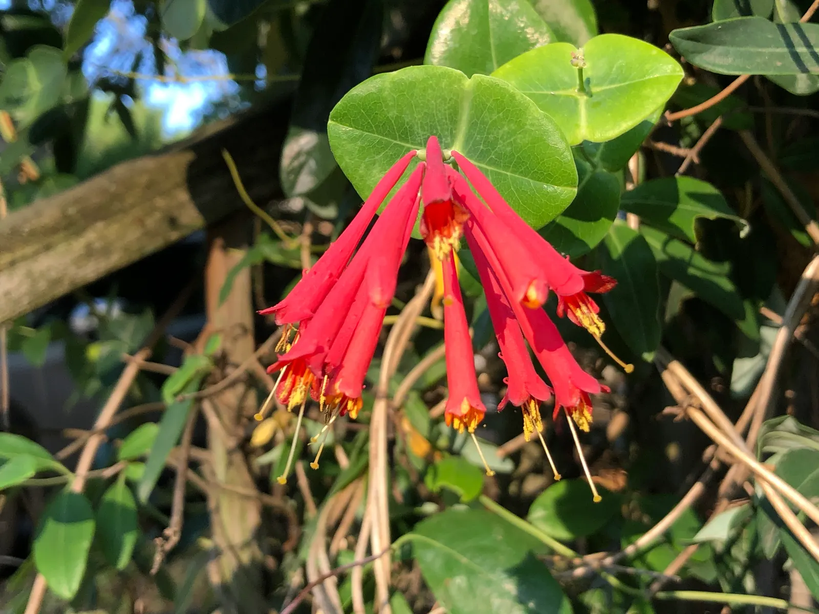 Coral Honeysuckle (Lonicera Sempervirens) — and arbors.<br><br>Boasting trumpet-shaped flowers that flourish from late spring until fall; with its captivating