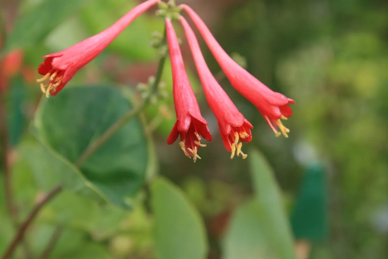 Coral Honeysuckle (Lonicera Sempervirens) — With its captivating appearance and ease of care; reaching 3-20 feet, it's a hummingbird magnet preferring full sun